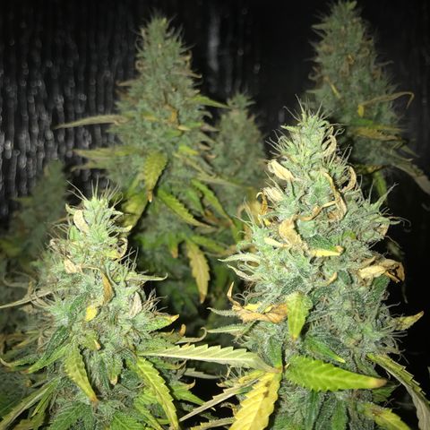 Unknown strain growlog timeline photo