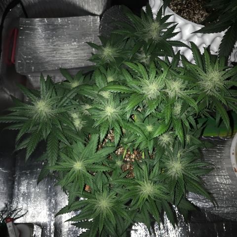 Unknown strain growlog timeline photo