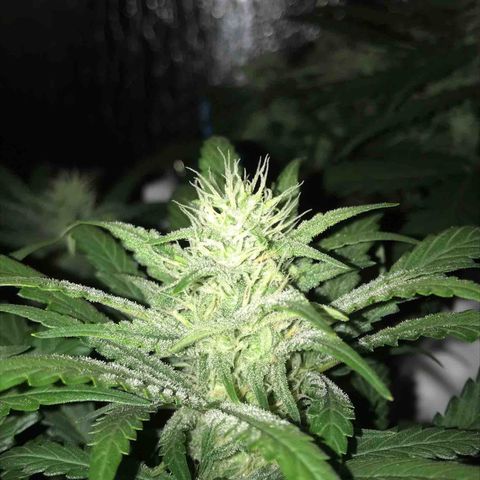 Unknown strain growlog timeline photo