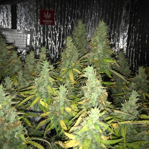 Unknown strain growlog timeline photo