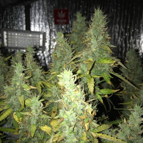 Unknown strain growlog timeline photo