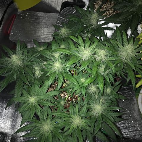 Unknown strain growlog timeline photo