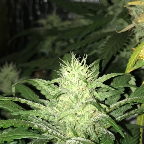 Unknown strain growlog timeline photo