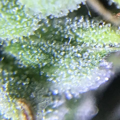 Unknown strain growlog timeline photo