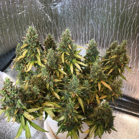 Unknown strain growlog timeline photo