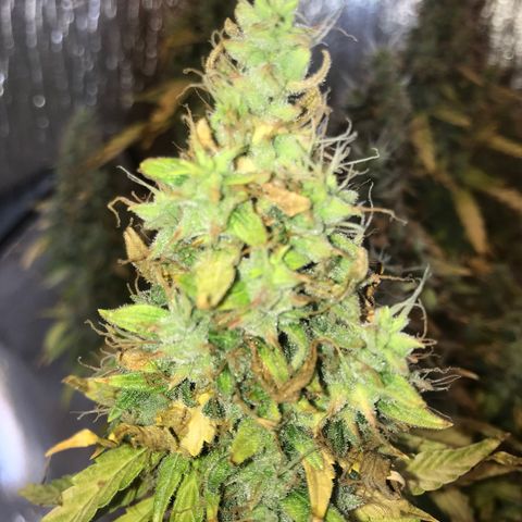 Unknown strain growlog timeline photo