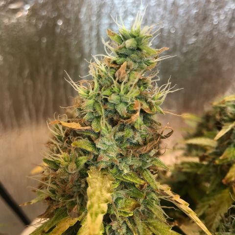 Unknown strain growlog timeline photo