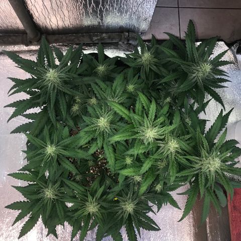 Unknown strain growlog timeline photo