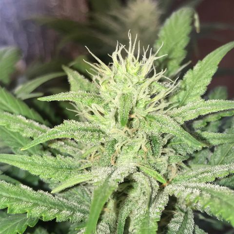 Unknown strain growlog timeline photo