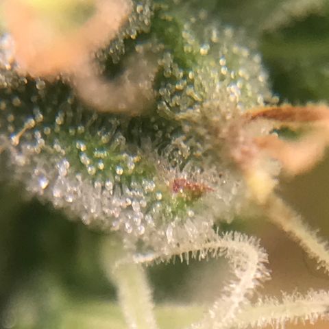 Unknown strain growlog timeline photo
