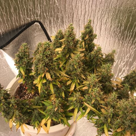 Unknown strain growlog timeline photo