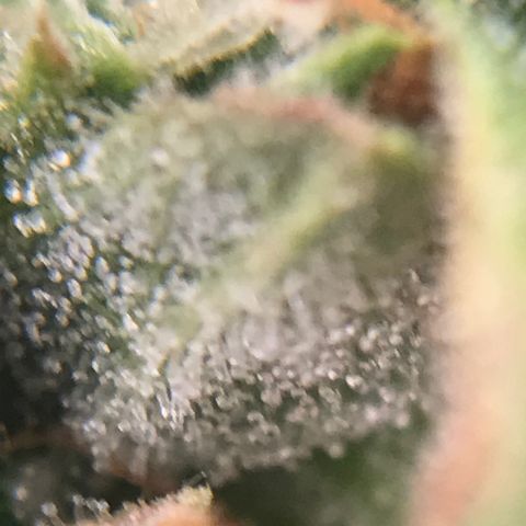 Unknown strain growlog timeline photo