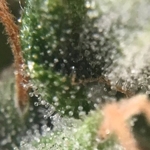 Unknown strain growlog timeline photo