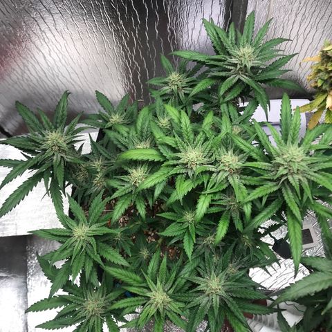 Unknown strain growlog timeline photo