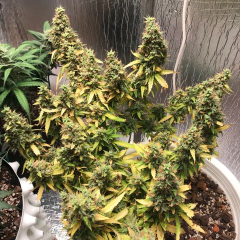 Unknown strain growlog timeline photo