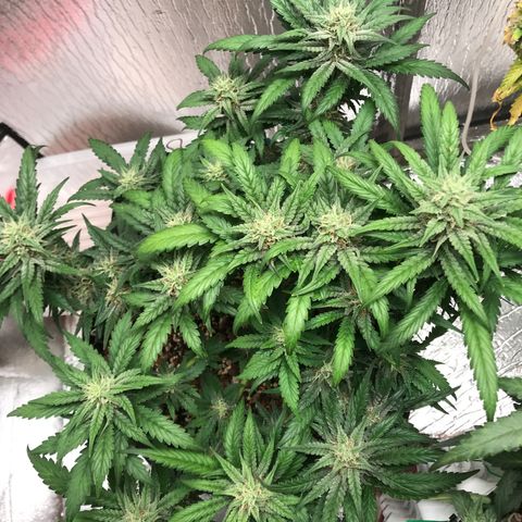 Unknown strain growlog timeline photo