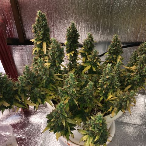 Unknown strain growlog timeline photo