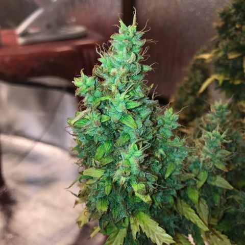 Unknown strain growlog timeline photo