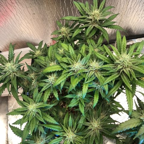 Unknown strain growlog timeline photo