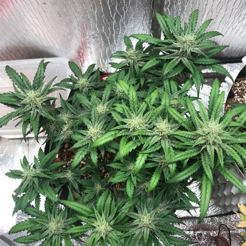Unknown strain growlog timeline photo