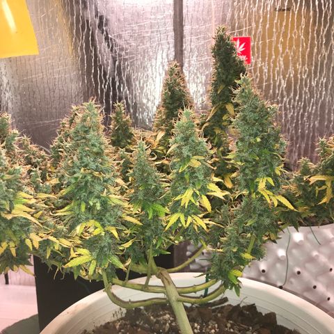 Unknown strain growlog timeline photo