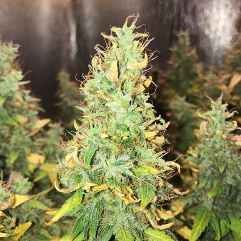 Unknown strain growlog timeline photo
