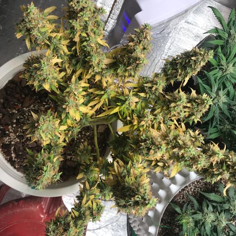 Unknown strain growlog timeline photo