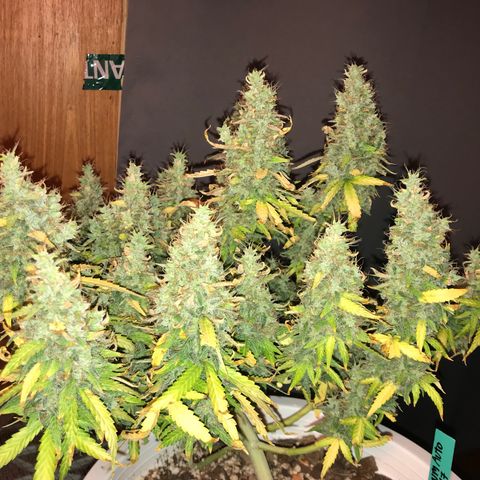 Unknown strain growlog timeline photo