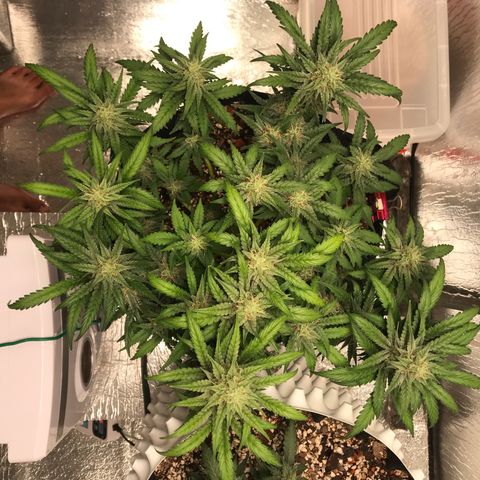 Unknown strain growlog timeline photo