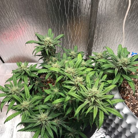 Unknown strain growlog timeline photo