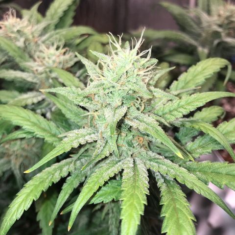 Unknown strain growlog timeline photo