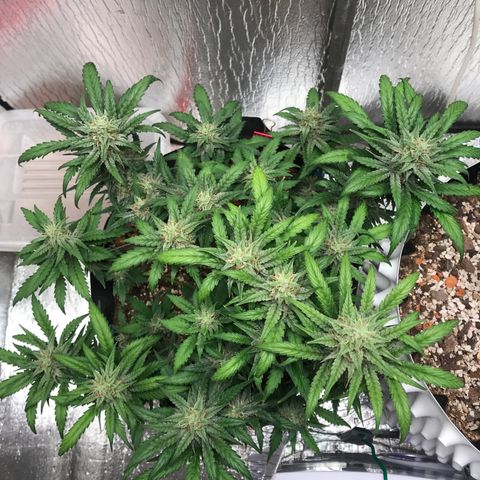 Unknown strain growlog timeline photo