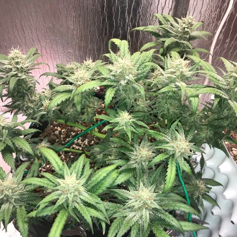 Unknown strain growlog timeline photo