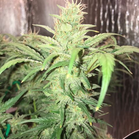 Unknown strain growlog timeline photo