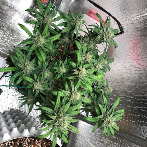 Unknown strain growlog timeline photo