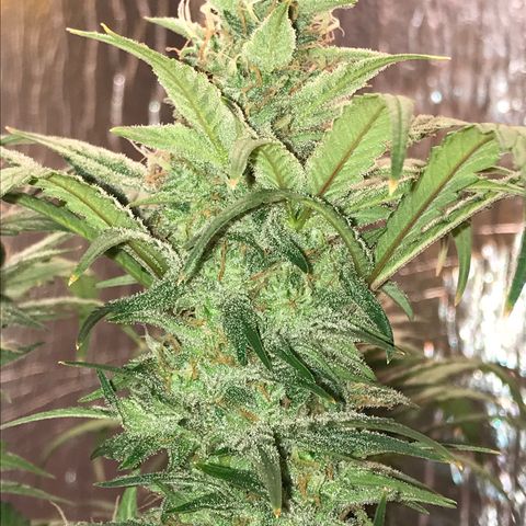 Unknown strain growlog timeline photo