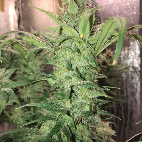 Unknown strain growlog timeline photo