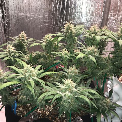 Unknown strain growlog timeline photo