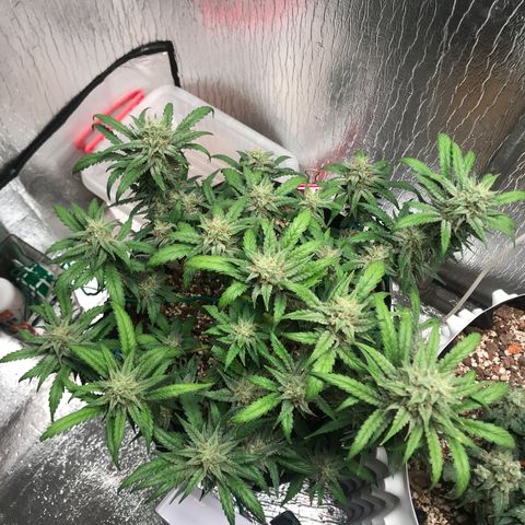 Unknown strain growlog timeline photo