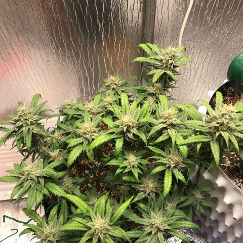 Unknown strain growlog timeline photo