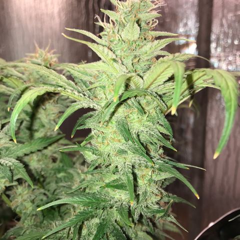 Unknown strain growlog timeline photo