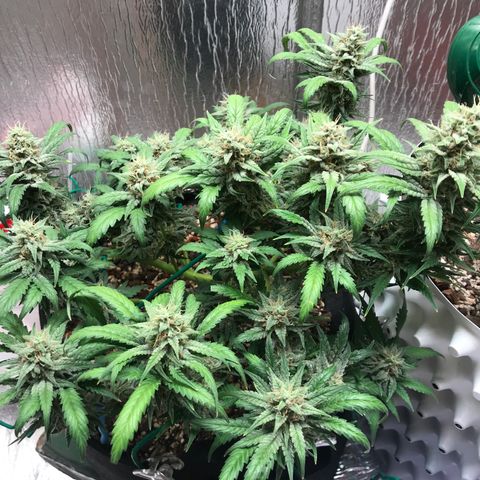 Unknown strain growlog timeline photo