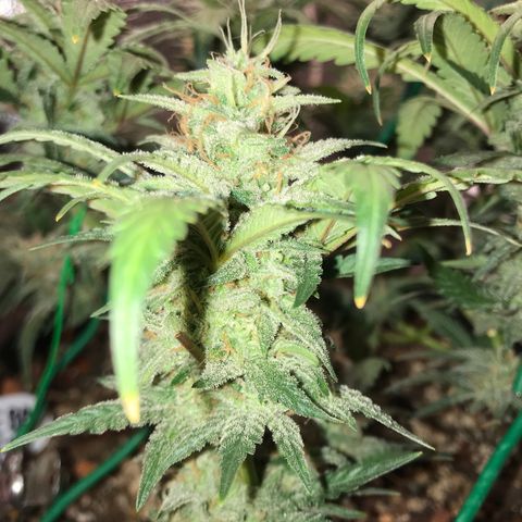 Unknown strain growlog timeline photo