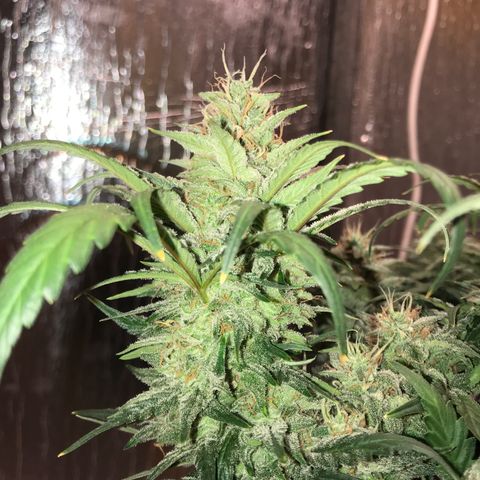 Unknown strain growlog timeline photo