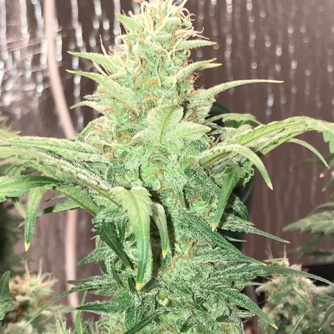 Unknown strain growlog timeline photo