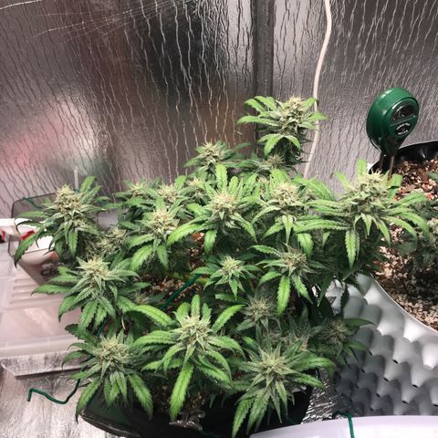 Unknown strain growlog timeline photo
