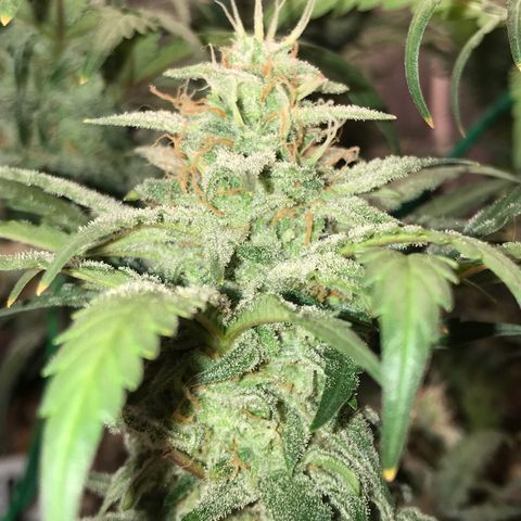 Unknown strain growlog timeline photo