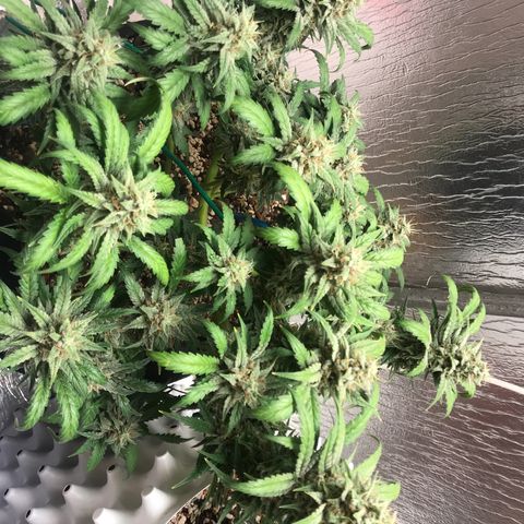Unknown strain growlog timeline photo
