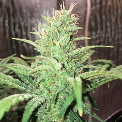 Unknown strain growlog timeline photo