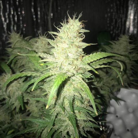 Unknown strain growlog timeline photo